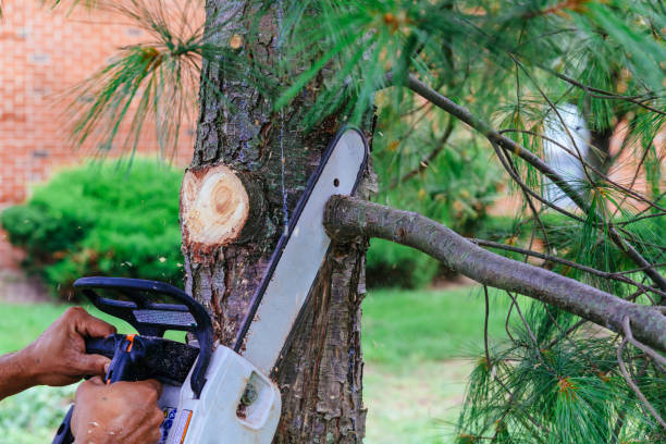 Best Arborist Consultation Services  in Lorado Springs, CO